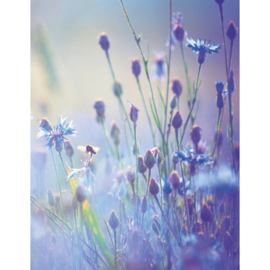 Blankbook Tushita, Summer meadow
