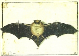 Vleermuis, Albrecht Dürer
