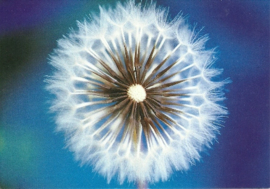 Uitgebloeide paardebloem, David Beldon