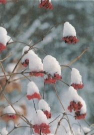 Sneeuwmutsjes, Rob Crispijn