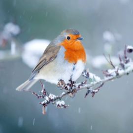 Roodborstje in de winter, Andrew Howe