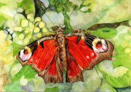Dagpauwoog vlinder (rood), Christel Cannister