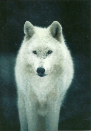 Witte wolf (foto), Ron Entius