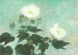 Witte rozen, Sawato Fukui