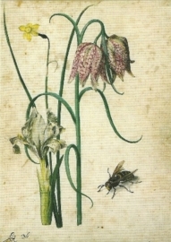 Iris, narcis, kievitsbloem en hoornaar, Georg Flegel