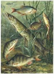 Vissen, Cornelis Jetses
