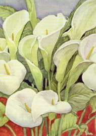 Arum lelies, L. Delevoryas