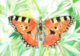 Vlinder kleine vos, Christel Cannister
