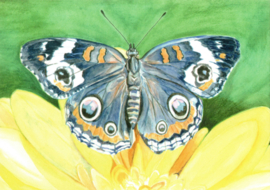 Blauwe vlinder op citroengele bloem, Christel Cannister