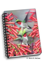 3D schriftje Hummingbird met spiraal