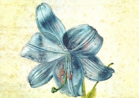Studie van een lelie, Albrecht Dürer