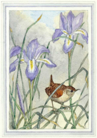 Winterkoninkje bij iris, Racey Helps