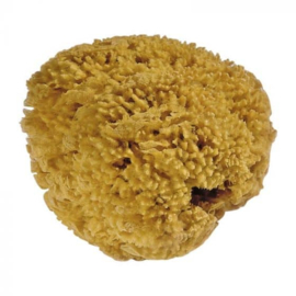 Natuurspons