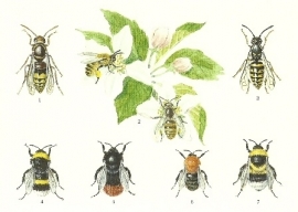 Zeven bijen en hommels, Lars Klinting