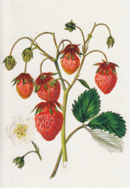 Aardbeien, Edwin Dalton