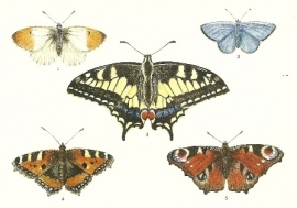 Vijf vlinders, Lars Klinting