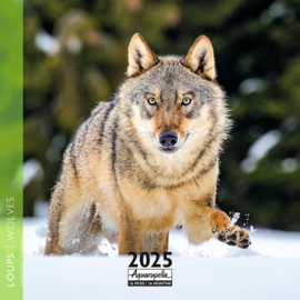 Wolves,  Kalender 2025