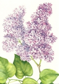 Syringa Vulgaris, Anita Walsmit Sachs