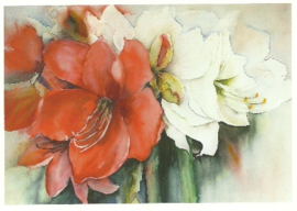 Rode en witte amaryllis, Magitta Dahlke