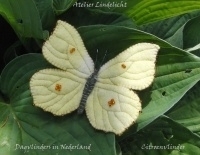 Citroen vlinder (zelfmaakpakketje)