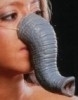 Neus - olifant