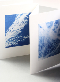 Maak je eigen fotogrammen / cyanotypes