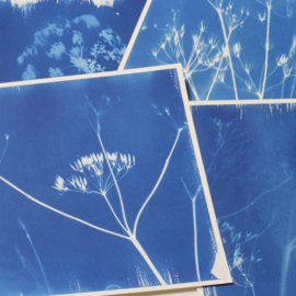 Maak je eigen fotogrammen / cyanotypes