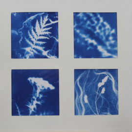 Maak je eigen fotogrammen / cyanotypes