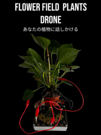 Flowerfield plant .drone