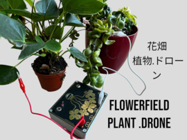 Flowerfield plant .drone