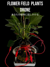 Flowerfield plant .drone