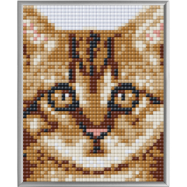 Pixel XL Kitten