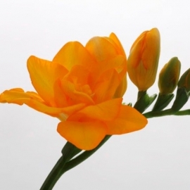 Freesia