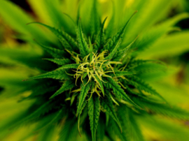 Cannabis Flower