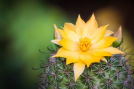 Cactus Flower