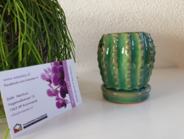 Mini Brander Cactus Donker Groen