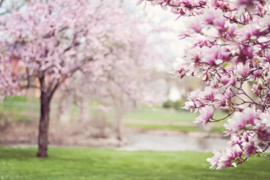 Cherry Blossom & Magnolia