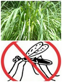 Citronella