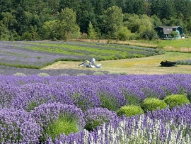 Lavender Woods