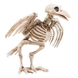 Scary little crow skeleton