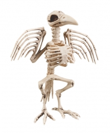 Scary big crow skeleton