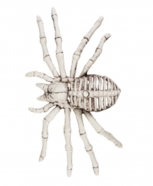 Spinnen skelet 12 x 24 cm