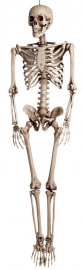 Skelet 160 cm