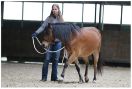 Dubbele Lange Lijnen - Online Cursus