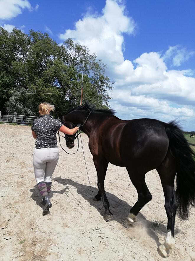 Les werken aan de hand friesland