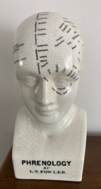 Phrenology hoofd ivoorwit