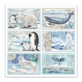 Stamperia - Arctic Antarctic - Paper - 30,5 x 30,5 cm. - Cards