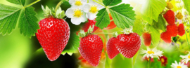 aardbeienplanten 10 stuks Lambada A++
