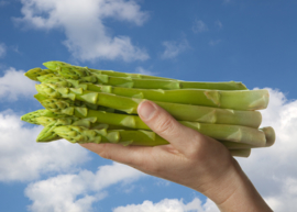 Xenolim anthocyaanvrije groene asperge Zwaar NIEUW RAS