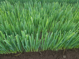 Winterpreiplanten 1000 stuks